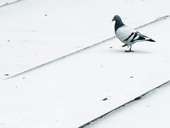 -西北湖绿化广场