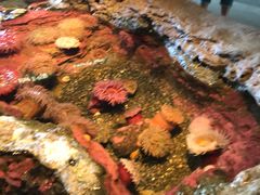 -西雅图水族馆