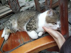 -喵屿·大理花园猫咖