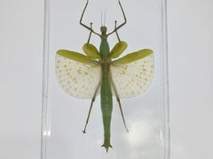-上海昆虫博物馆