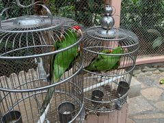 -南宫五洲植物乐园