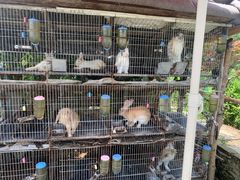 -樂桃源奉贤黄桃种植采摘基地