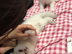 -喵zoo家庭繁育猫舍(尖东智能花园店)