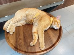 -Again Coffee Roaster(香蜜湖店)