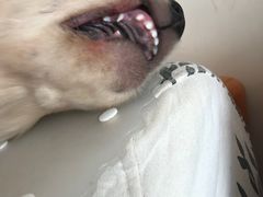 -西安京西宠物医院·瘫痪·疑难杂症