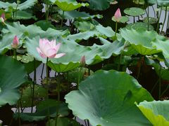 -荔湾湖公园
