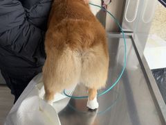 -申普宠物医院·眼科·心内科·影像科(普陀分院)