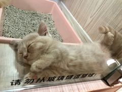 -屋虎猫馆(宝安大仟里店)