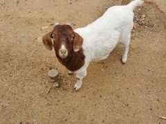 -石家庄市动物园