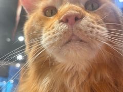 -藏猫猫咖啡主题馆(中央大道店)