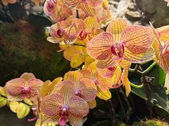 -植物园哈利亚餐厅