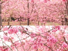 -天适樱花悠乐园