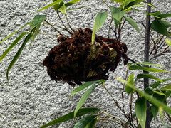 -雨花胜境