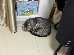 -安安宠医宠物医院·异宠·犬猫内科(岳阳分院)
