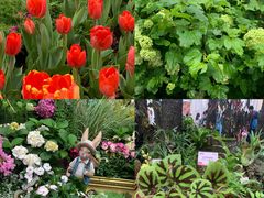 -深圳仙湖植物园