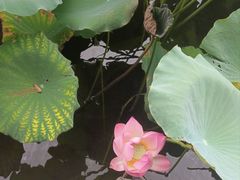 -荔湾湖公园