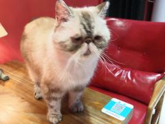 -猫色咖啡·猫咖