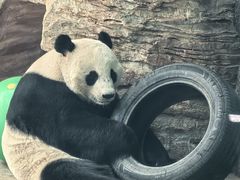 -石家庄市动物园