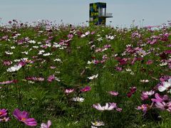 -春花秋色城市公园