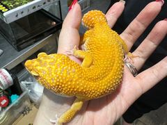 -酷以爬仙阁实体爬宠店·守宫·蜥蜴·专业繁育