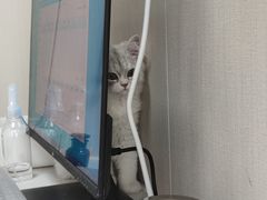 -派特宠物医院(海岸城店)