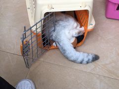 -灵美宠物诊所