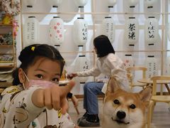 -柴迷FANS CLUB·柴犬狗咖·猫咖