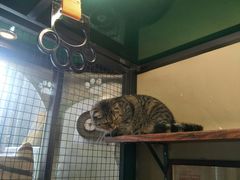 -猫咪博物馆(顶澳仔猫街店)