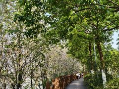 -广东花都湖国家湿地公园