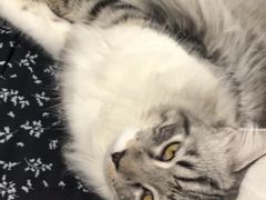 -创凡宠物医院·骨专科  猫科中心(西乡分院)