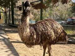 -新疆天山野生动物园