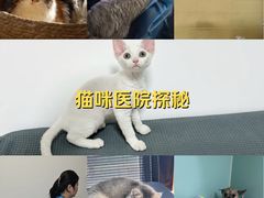 -美联众合动物医院·内科·皮肤科·外科(古城分院)