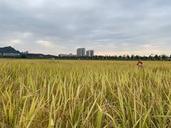 -光明小镇欢乐田园