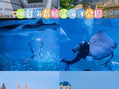 -烟台海昌鲸鲨海洋公园