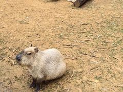 -云南野生动物园