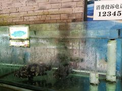 石斑鱼-钱大妈海鲜饭店(保利林语店)