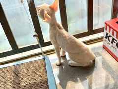 -屋虎猫馆(宝安大仟里店)