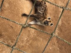 -西霞口神雕山野生动物世界