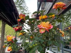 -77号渔船·蒸海鲜青岛菜(积米崖店)