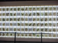 -广东中医药博物馆