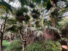 -呀路古热带植物园
