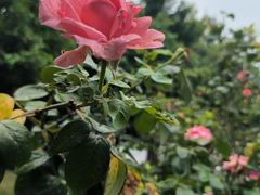 -映月湖公园