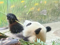 -上海野生动物园
