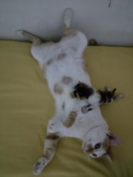 -Priscilla皮肤管理中心