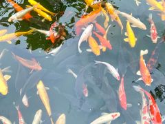 -广州白天鹅宾馆