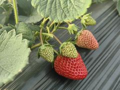 -喜杨洋草莓采摘园