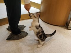 -飞行喵MR PILOT|猫舍·猫咖(静安大融城店)