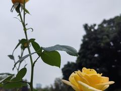 -人民公园(罗湖区)