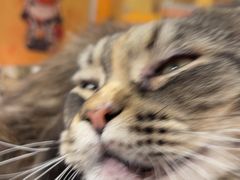 -平行世界·猫咖(首经贸店)