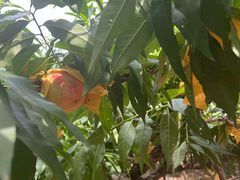 -南汇水蜜桃采摘(大团店)